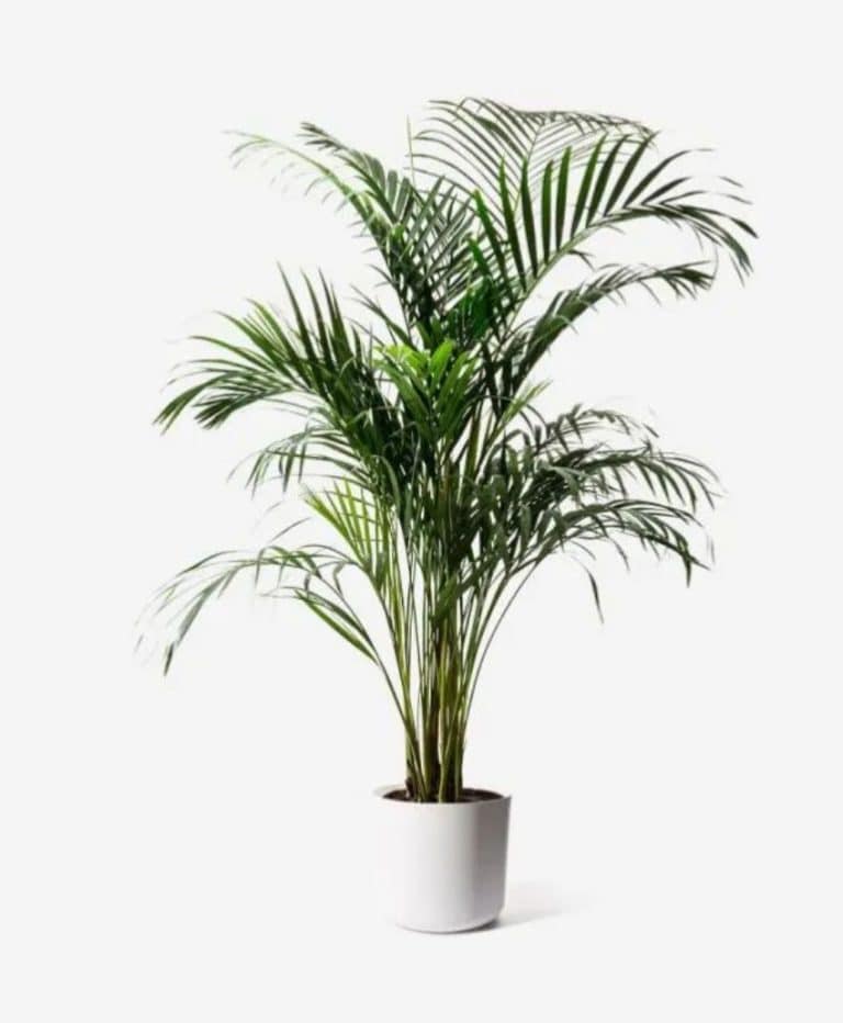 Areca Palm