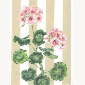 Geranium on Yellow Stripe' Fine Art Print (Unframed)