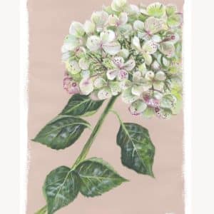 Hydrangea on Dusky Pink' Fine Art Print (Unframed)