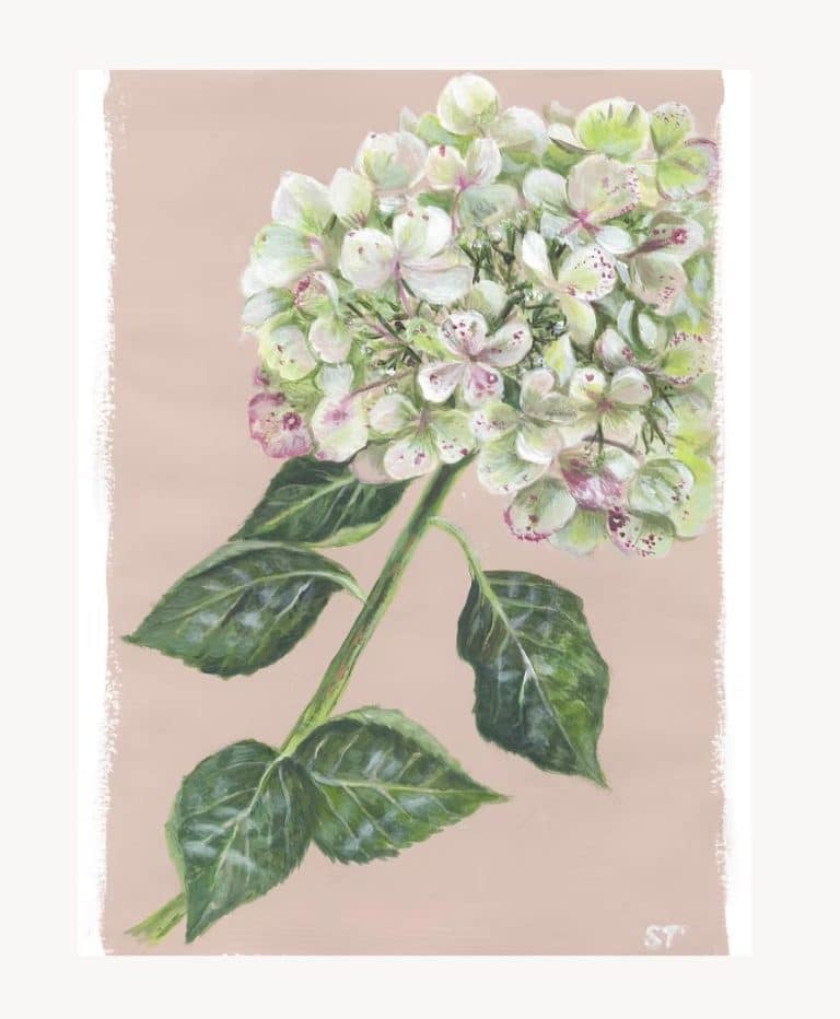 Hydrangea on Dusky Pink’ Fine Art Print (Unframed)