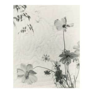 Ida Street Daisy - Rory King