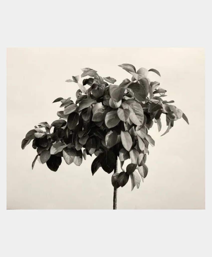 A black and white photo of a small tree or plant with dense, broad leaves, centered against a plain, light background.
