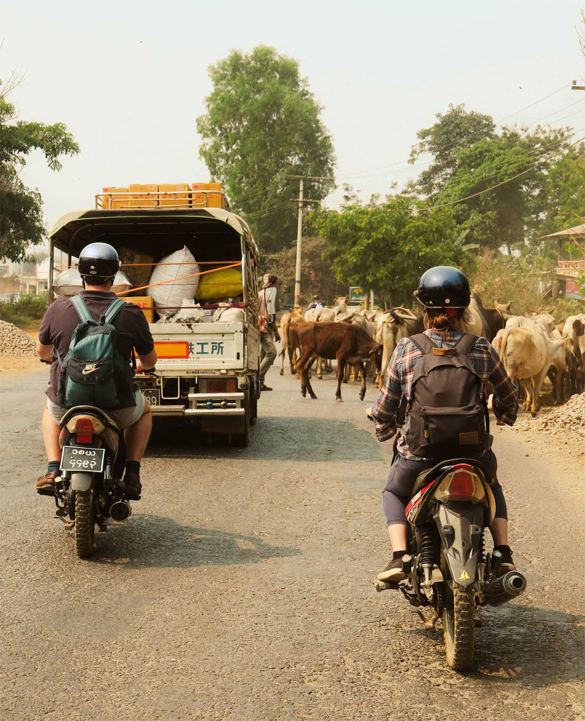 Two people wearing backpacks and helmets ride motorcycles behind a truck on a rural road, while a herd of cows crosses in front of them. Trees and more cows are visible along the roadside.