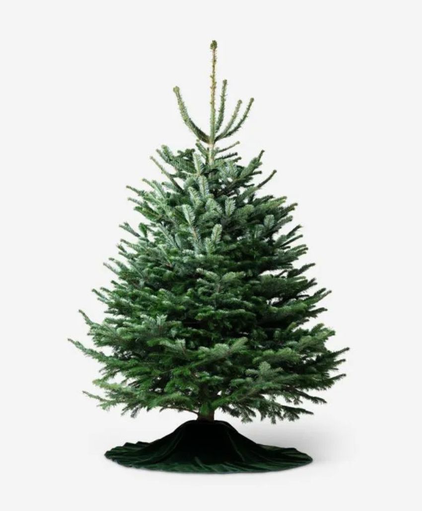 A fresh, undecorated evergreen Christmas tree stands upright on a green tree skirt, set against a plain white background.