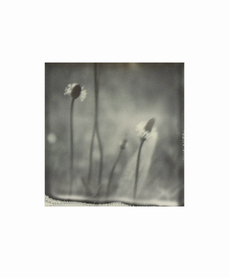 Polaroid #8 by Lottie Hampson