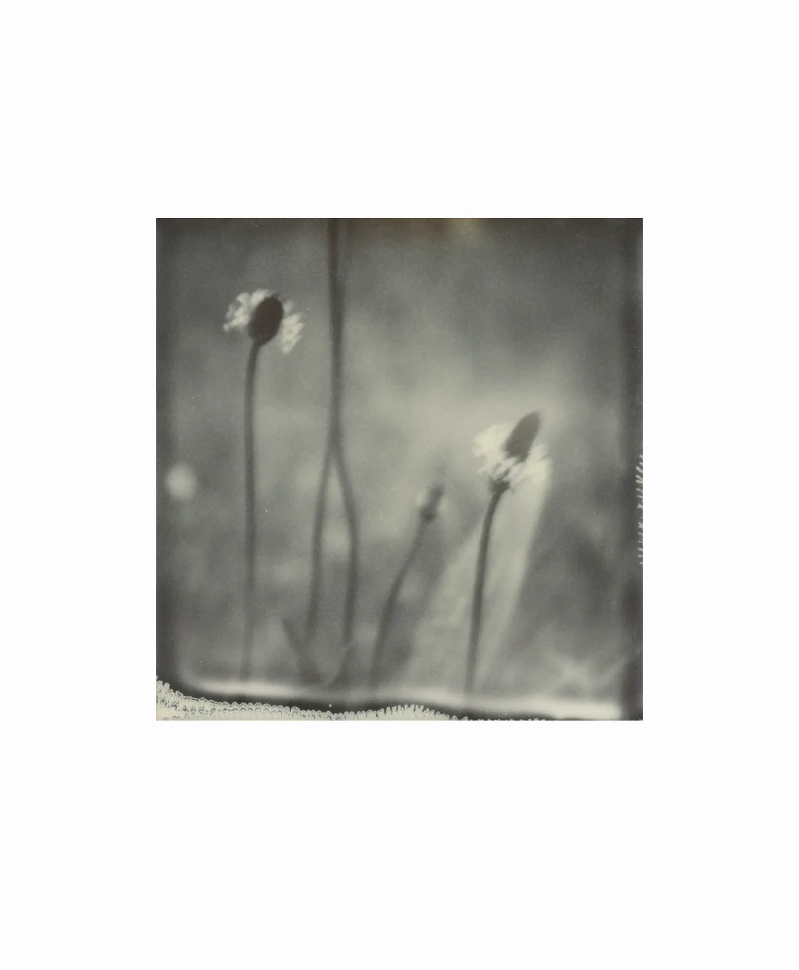Black and white, softly blurred photo of three wildflowers with long stems against a hazy background, creating a dreamy and delicate atmosphere.
