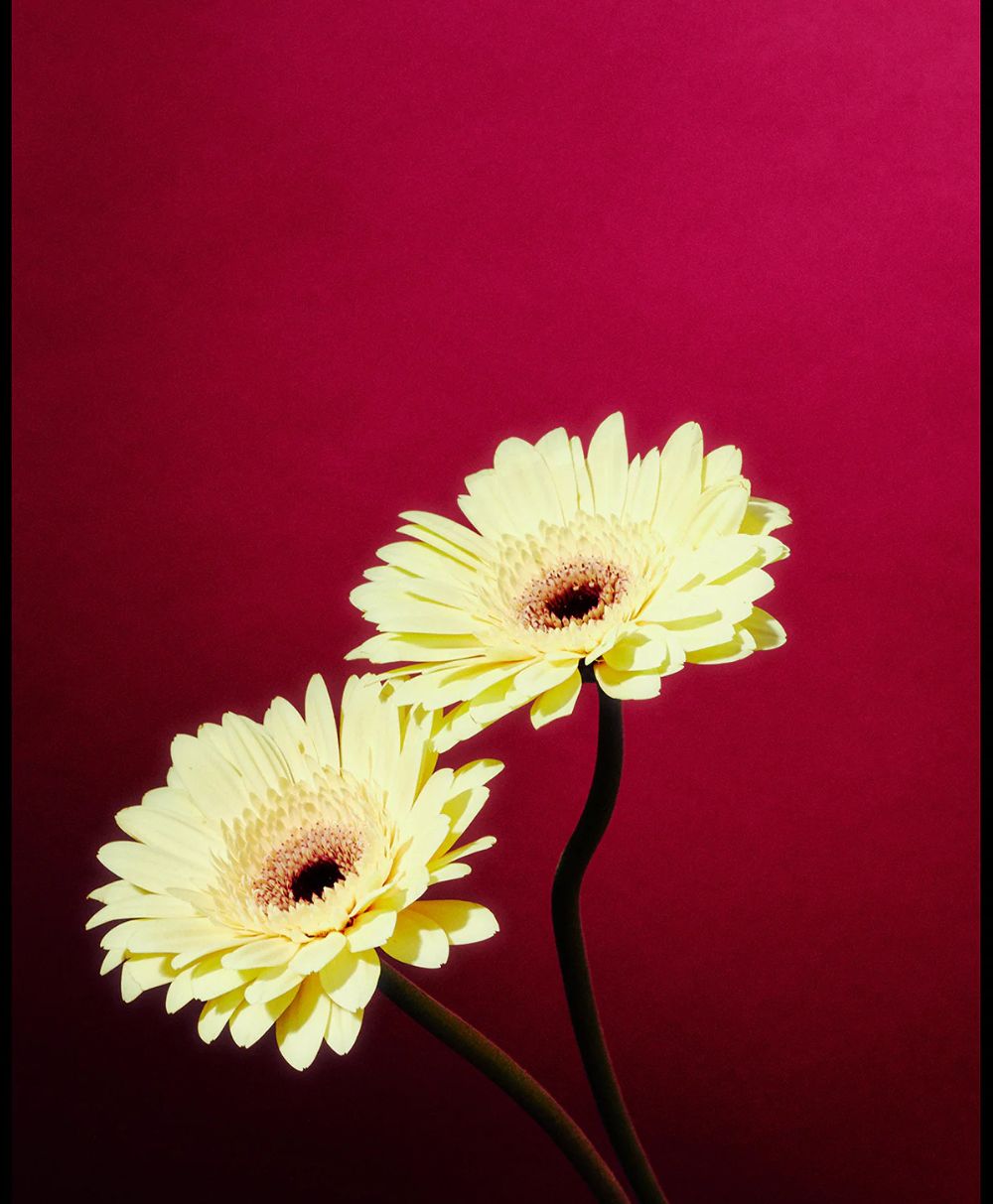Two pale yellow gerbera daisies with dark centers on curved green stems against a deep magenta background.