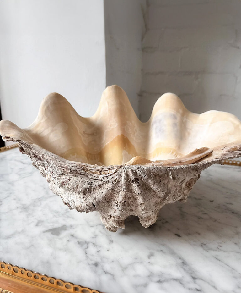 Large Vintage Clam Shell