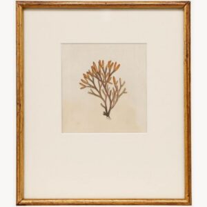 Sulis Fine Art 19th Century Engraving Fucus UK Art - Scheme