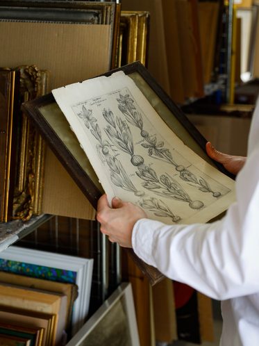 Hands framing an 18th-century botanical engraving at the Sulis Fine Art studio