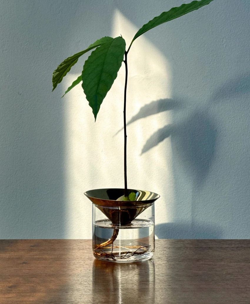Michael Anastassiades, Cone Floating Forest Series, UK, Scheme Interior, a brass decorative object designed for displaying and germinating seeds, from Sigmar London.